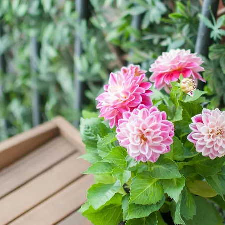 Ai Mori 팔레르모